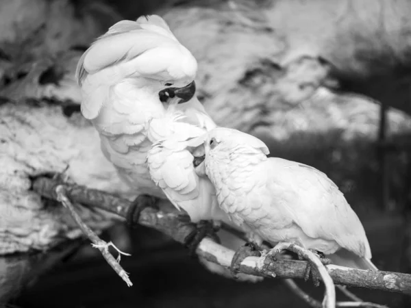 Imagen en blanco y negro de papagayos cacatúa blancos plumas de limpieza de pulgas y parásitos —  Fotos de Stock