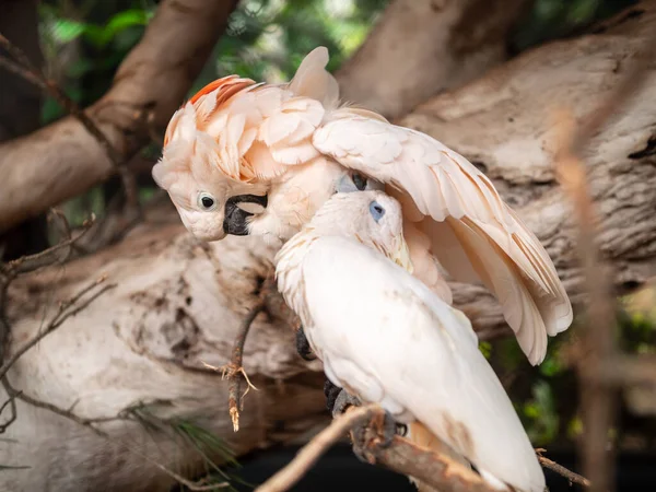Imagen de cerca de dos loros blancos sentados en la rama y limpiando su pluma —  Fotos de Stock