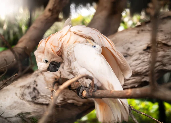 Imagen de cerca de loros pareja de limpieza de la pluma de los demás y la captura de pulgas —  Fotos de Stock