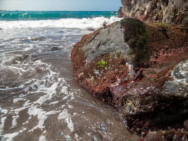 Image rapprochée de roches envahies par les mauvaises herbes marines sur la plage océanique — Photo