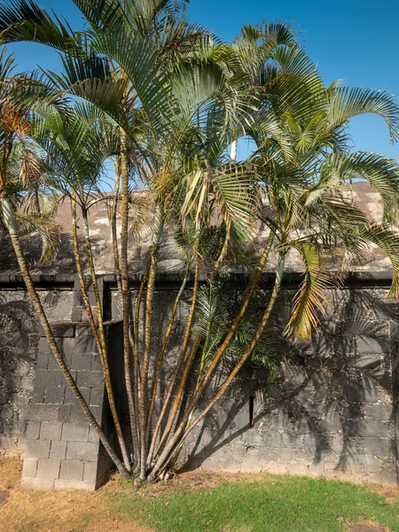 植民地時代の砦の古い石の壁の横に成長している竹や熱帯のヤシの美しい写真 — ストック写真