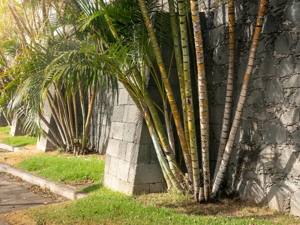 Bela imagem de plantas tropicais e bambu crescendo no antigo forte colonial europeu na ilha asiática — Fotografia de Stock