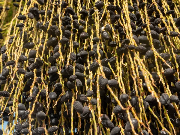 Imagem de close-up de saborosas bagas de açaí maduras crescendo na palmeira — Fotografia de Stock