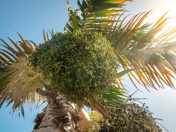 Imagen de primer plano del sol brillando a través de palmeras y bayas de acai en crecimiento — Foto de Stock