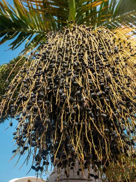 Image rapprochée de baies d'açai saines poussant sur un palmier sur une île tropicale — Photo