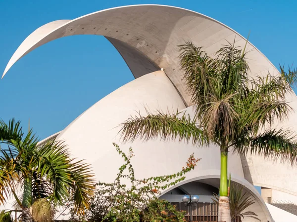 Krásný obraz palem rostoucích na velkém náměstí v opeře Auditoria de Tenerife — Stock fotografie