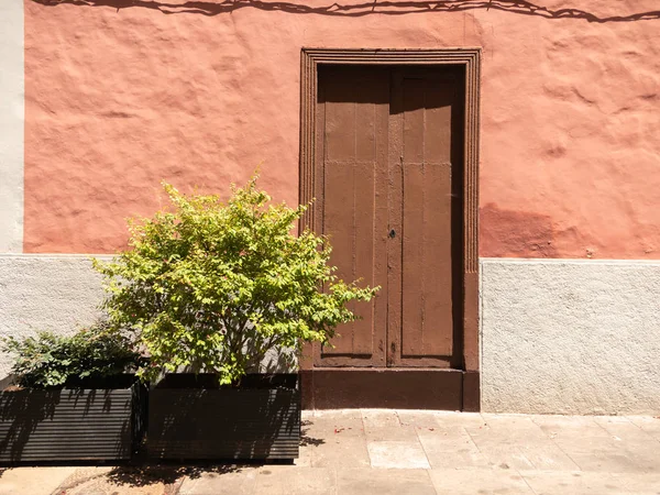 Beautiful image of decorative tree growing in pot at old building entrance with wooden door — Stock Photo, Image