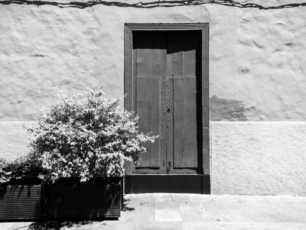 Черно-белый образ растения в горшке растет у старой деревянной двери на узкой улице — стоковое фото