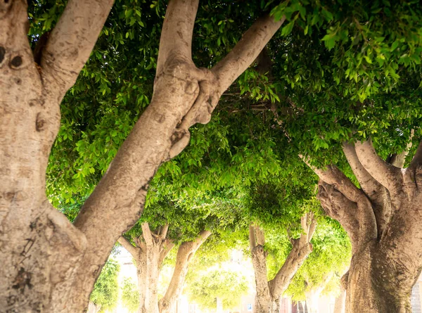 Vista desde el suelo en las copas de los árboles en el parque de la ciudad en un día soleado brillante — Foto de Stock