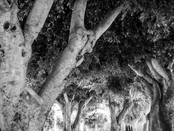 Black and white image of curved tree trunks and branches in trees at city park — Stock Photo, Image