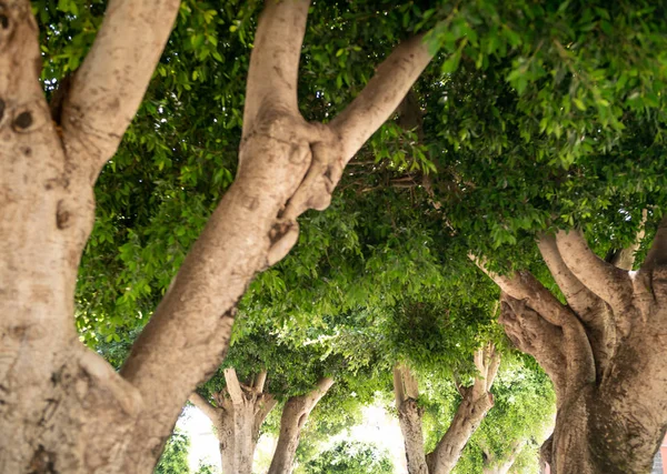 Yerden güzel bir görüntü, ağaç dalları ve şehir parkındaki yapraklar. — Stok fotoğraf