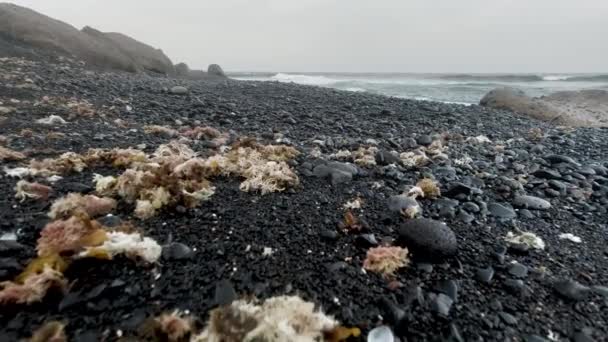 4k gros plan vidéo de la plage abandonnée de l'océan avec des roches noires et de sable par temps froid brumeux — Video