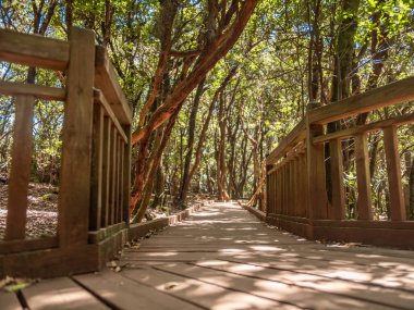 Dağlardaki ormandaki tırabzanlar ile ahşap patika.