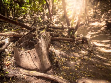 Ağaç kütüklerinin ve eski ormandaki dağ yürüyüş rotasındaki çürüklerin yakın görüntüsü.