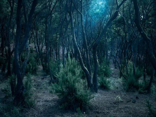 Oud griezelig bos met gebogen bomen onder maanlicht — Stockfoto