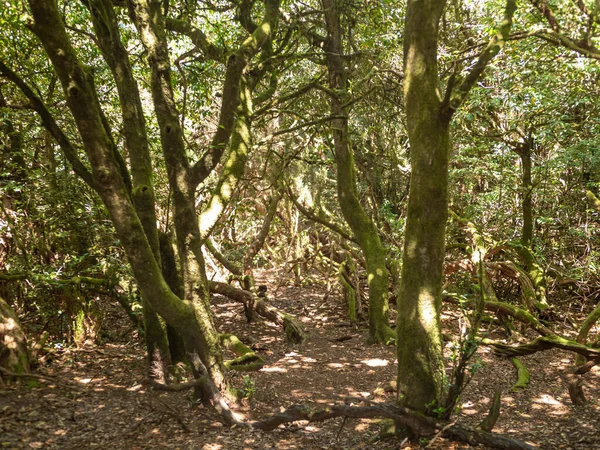 Τόνοι εικόνα των παλαιών δάφνες με κυρτά κλαδιά και ρίζες που αναπτύσσονται στο δάσος Anaga, Τενερίφη — Φωτογραφία Αρχείου