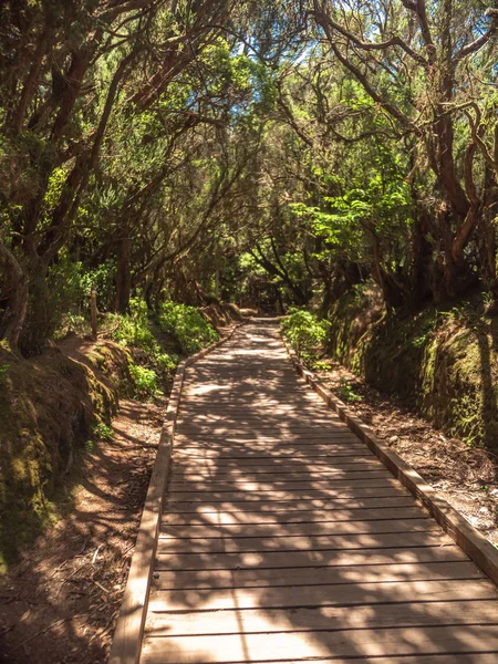 Mooi beeld lange houten wandelpad in bergbos — Stockfoto