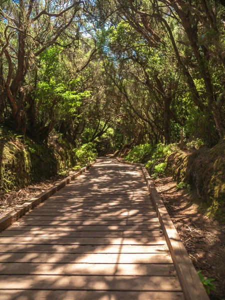 Afbeelding van een houten pad in het oude laurierbos van Anaga, Tenerife — Stockfoto