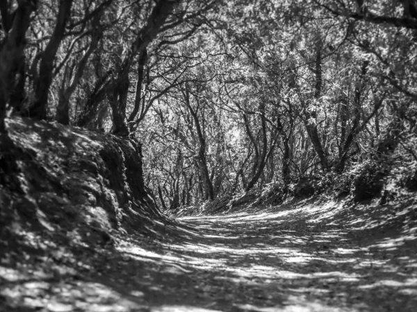 Black and white image of pathway going through old dense forest — Stock Photo, Image