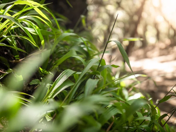 Närbild bild av färskt grönt gräs växer i skogen på ljusa soliga dag — Stockfoto