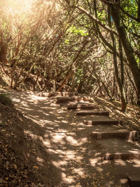 Dağ ormanındaki merdivenli yürüyüş yolu görüntüsü. — Stok fotoğraf