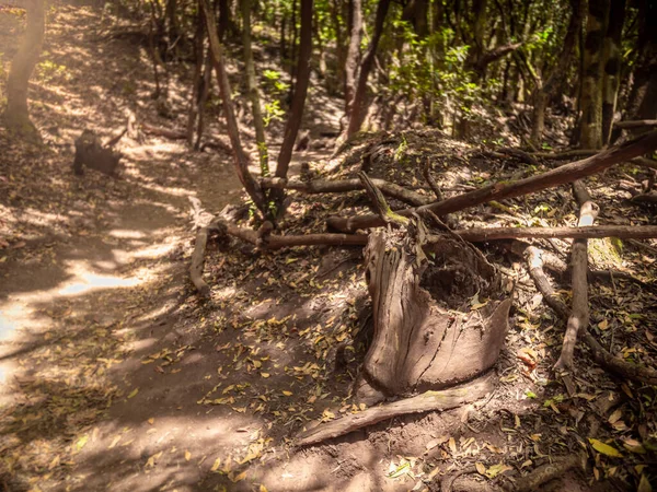 Ormandaki dağ yürüyüşü rotasındaki yaşlı ağaç kütüklerinin yakın görüntüsü. — Stok fotoğraf