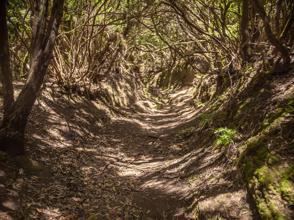 Afbeelding van wandelroute in het oude bos van Anaga, Tenerife — Stockfoto