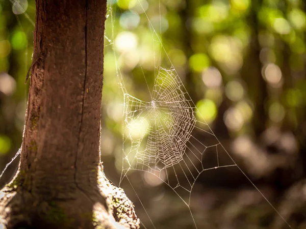 Närbild av spindelväv på trädgren i skogen — Stockfoto