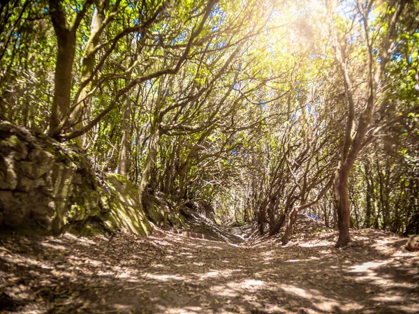 Landscape of sun shining on the hiking path at mountain forest — Stock Photo, Image