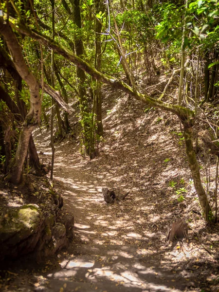 Изображение туристического маршрута по склону через старый лес — стоковое фото