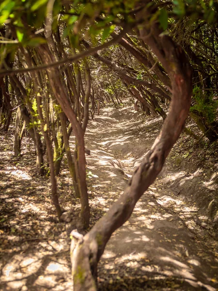 Piękny obraz drzew laurowych rosnących na szlaku turystycznym w starym lesie Anaga, Teneryfa — Zdjęcie stockowe