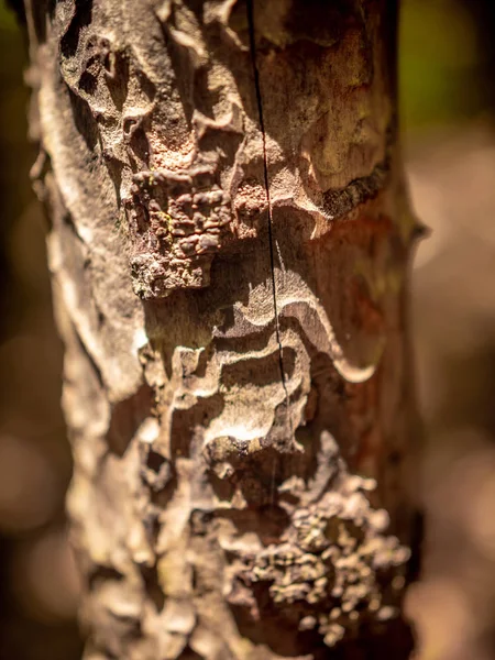 Imagen macro de la textura del tronco de árbol viejo comido por termitas — Foto de Stock