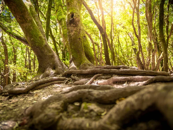 Parlak güneşle aydınlatılan ormandaki büyük ağaçların köklerine yerden bak. — Stok fotoğraf