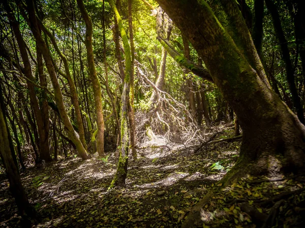 Prachtige foto van de zon schijnt door dichte bladeren en litterende weide op oud bos — Stockfoto