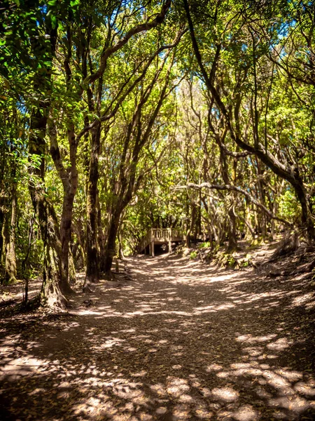 Afbeelding van het toeristische wandelpad in het oude laurierbos van Anaga, Tenerife — Stockfoto