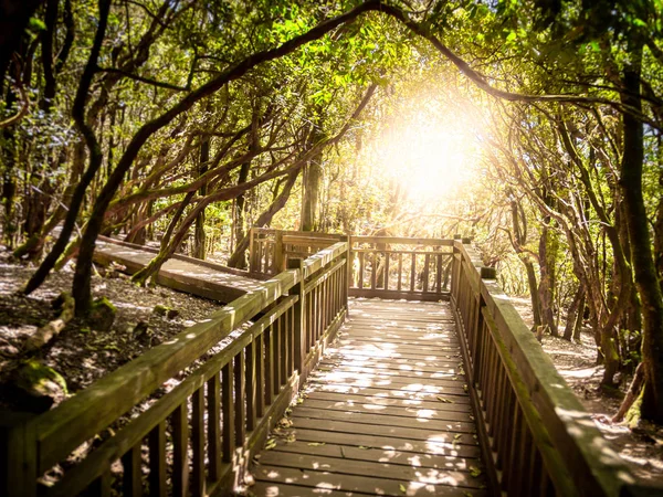 Parlak gündoğumu güneşine karşı eski ormanda yürüyüş yapmak için güzel bir ahşap yol. — Stok fotoğraf