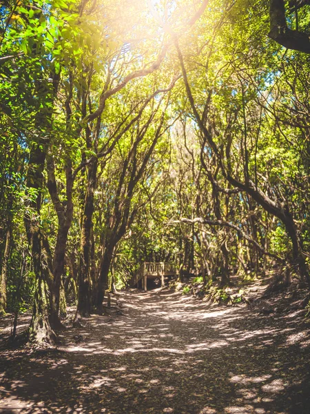 Τονισμένη εικόνα του λαμπρού ήλιου που λάμπει μέσα από τα δέντρα στο ορεινό μονοπάτι πεζοπορίας στο παλιό δάσος — Φωτογραφία Αρχείου