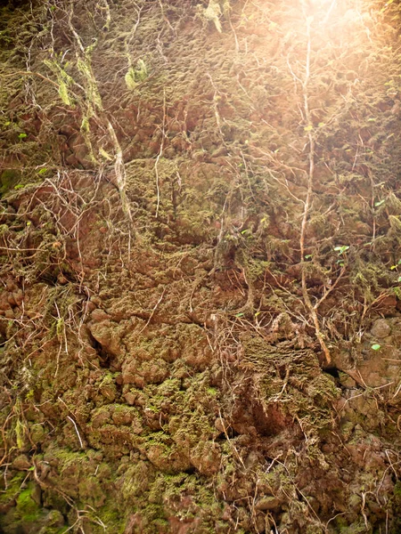 Imagen de primer plano de pequeñas raíces y musgo creciendo en tierra de excavación fresca — Foto de Stock