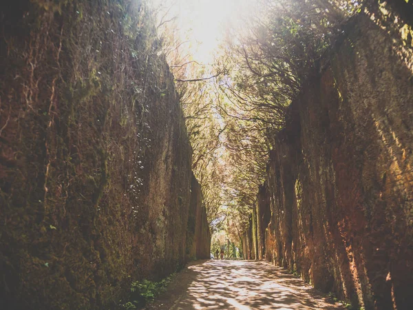 Toned image of narrow path in the old mountains at laurel forest of Anaga, Tenerife — Stock Photo, Image