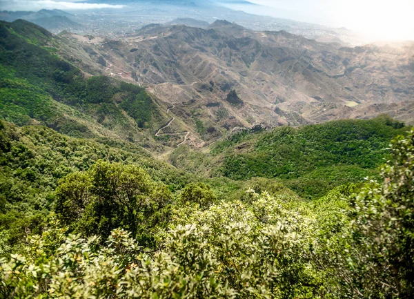 Amazing landscape of jungle forest growing on the high mountains at bright sunny day — Stock Photo, Image