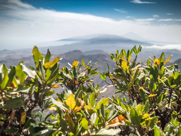 Vista a través de las hojas de los árboles en la cima de la montaña y cielo azul claro — Foto de Stock