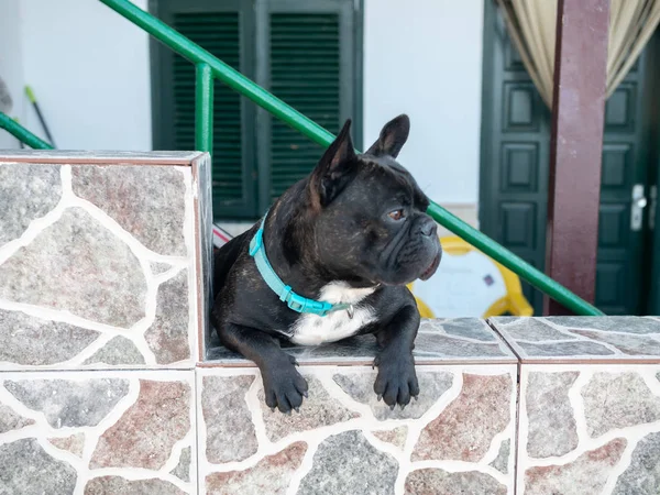 Lustige Aufnahme eines kleinen Hundes, der sich an den Zaun lehnt und auf die Straße schaut — Stockfoto
