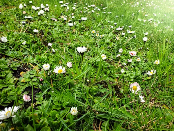 Zbliżenie obraz Chammile kwiaty kwitnące wiosną na polu — Zdjęcie stockowe