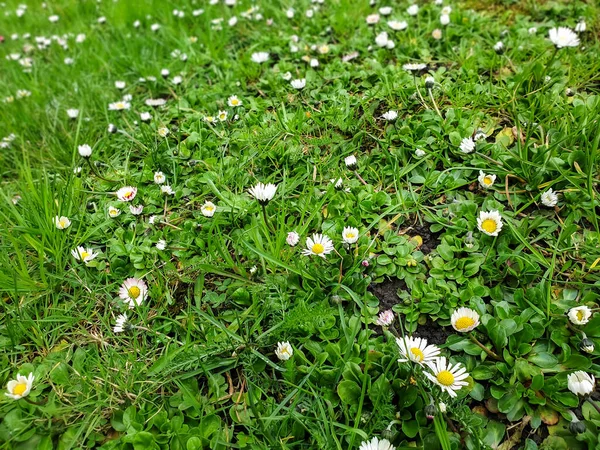 Immagine primo piano di fiori di camomilla che sbocciano sul prato in primavera — Foto Stock