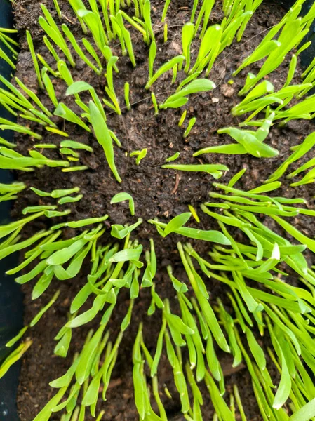 View from the top on fresh green grass growing on ground at spring — Stock Photo, Image