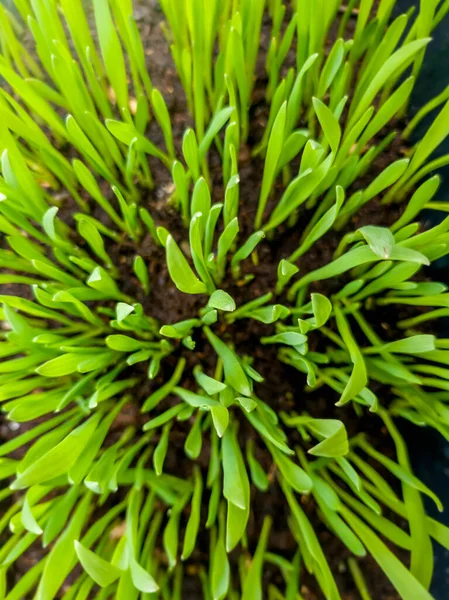 Macro immagine di erba verde fresca che cresce in primavera — Foto Stock