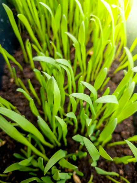 Macro immagine di erba verde fresca che cresce attraverso il suolo umido scuro in giornata di sole brillante — Foto Stock