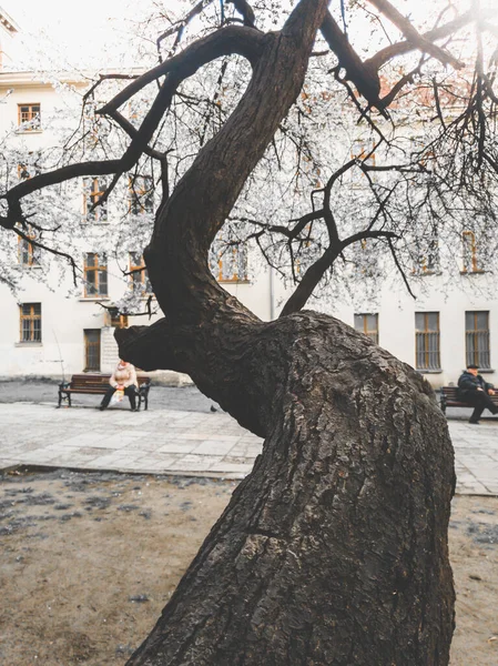 Zbliżenie stonowany obraz zakrzywionej gałęzi drzewa bez liści w małym parku — Zdjęcie stockowe