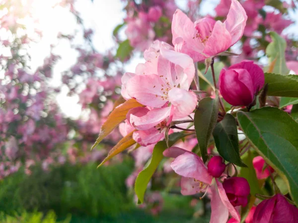 Maro av rosa sakura blommor blommar i parken vid solnedgången ljus — Stockfoto