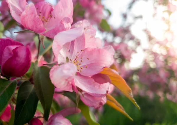 Makro obraz krásné růžové kvetoucí květiny na sakura stromu na jaře — Stock fotografie